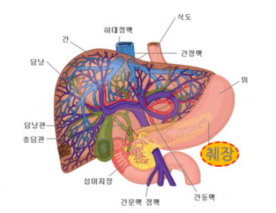 간 소엽 구조